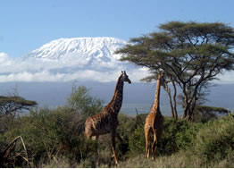 Amboseli Giraffes